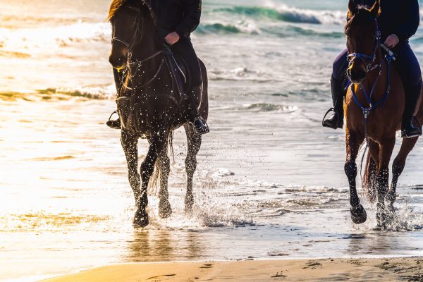 Horseback riding in Tuscany: the most exclusive excursions to discover the Maremma, Chianti and more