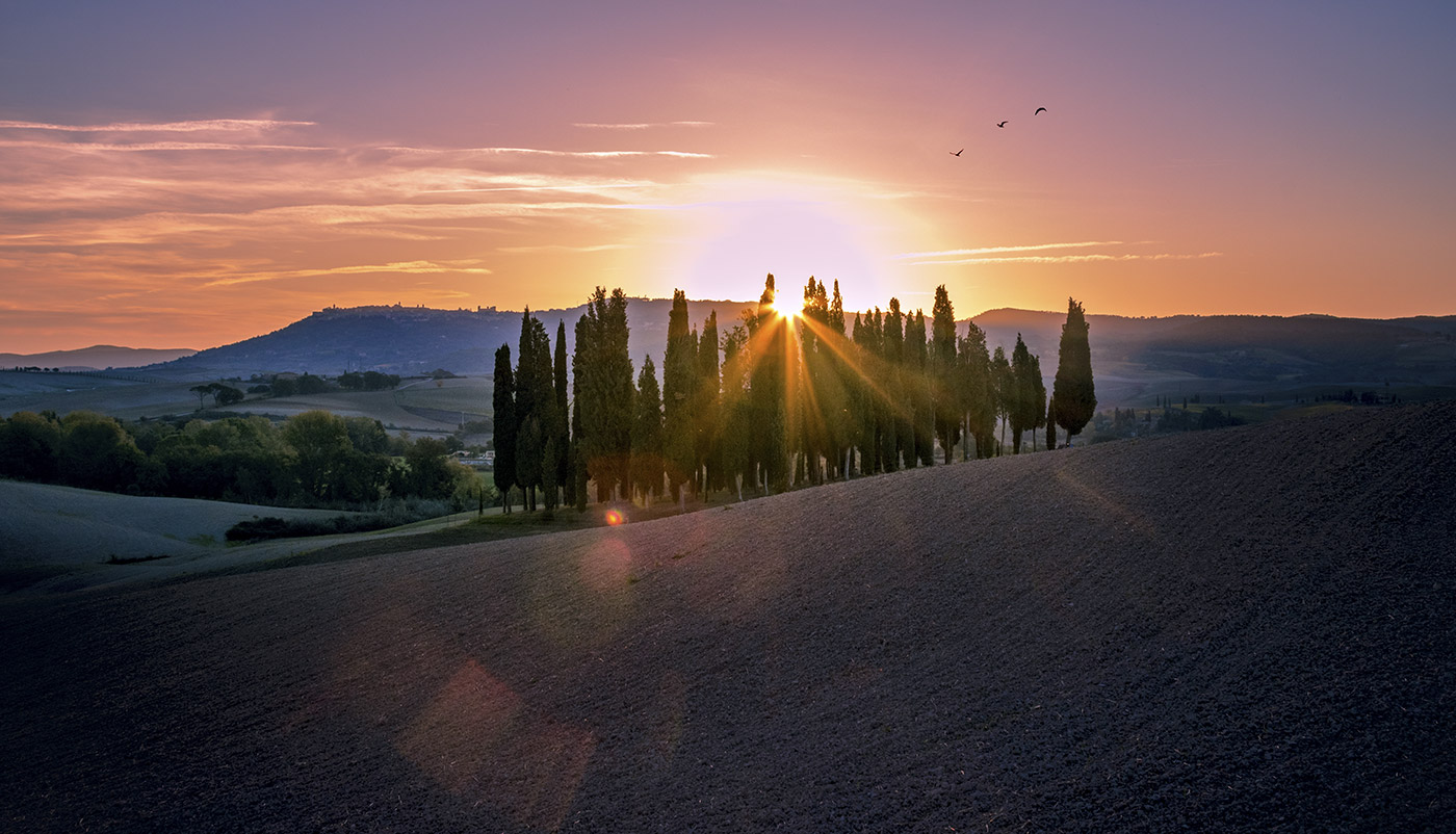 Cipressi San Quirico d'Orcia